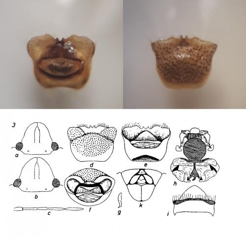 Réf. 209 771 : Sciocoris sp.